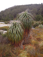 Richea pandanifolia, individual on wet ground, Cradle Mountain, Tasmania
