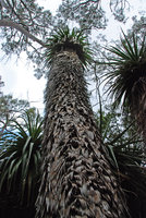 Richea pandanifolia, old marcescent leaves protecting the trunk, Lake Saint Clair, Cradle Mountain NP, Tasmania