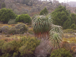 Richea pandanifolia, on wet ground, Cradle Mountain, Tasmania