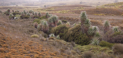 Richea pandanifolia, population along a mountain stream, Cradle Mountain, Tasmania