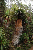 Richea pandanifolia, wrapping old marcescent leaves protecting the trunk, Lake Saint Clair, Cradle Mountain NP, Tasmania