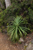 Richea pandanifolia, young individual in forest understory, Lake Saint Clair, Cradle Mountain NP, Tasmania