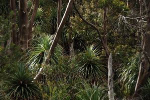 Richea pandanifolia, young individuals in forest understory, Lake Saint Clair, Cradle Mountain NP, Tasmania