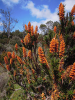 Richea scoparia inflorescences, Cradle Mountain, Tasmania