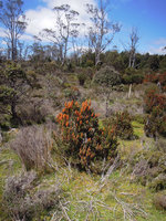 Richea scoparia in wetland, Cradle Mountain, Tasmania