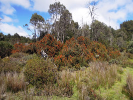 Richea scoparia population, Cradle Mountain, Tasmania