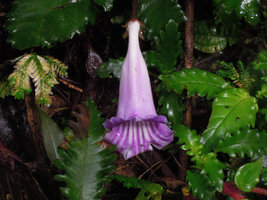 Ridleyandra morganii, Cameron Highlands, Malaysia