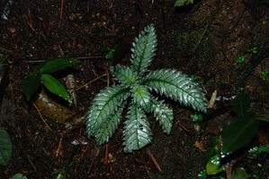 Ridleyandra morganii, silver leaved individual, Cameron Highlands, Malaysia