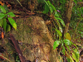 Ridleyandra cf. porphyrantha, adult plants with the root system superficially covering the vertical bare rock, Kenyir Lake, Malaysia