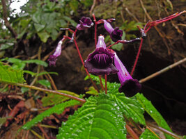 Ridleyandra cf. porphyrantha, flower close-up, Kenyir lake, Malaysia