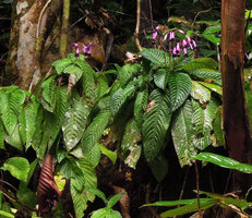 Ridleyandra cf. porphyrantha, flowering population on vertical rocky earth bank, Kenyir Lake, Malaysia