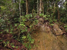 Ridleyandra cf. porphyrantha, flowering population on vertical rocky earth bank with numerous seedlings in the lower part, Kenyir Lake, Malaysia