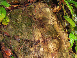 Ridleyandra cf. porphyrantha, roots covering the bare rock surface, Kenyir Lake, Malaysia