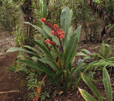 Riedelia cf geluensis clump, Rondon Ridge, 2000 m asl, Mount Hagen, Papua New Guinea