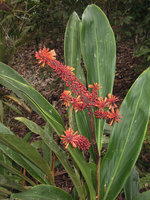 Riedelia cf geluensis, flowers and fruits, Rondon Ridge, 2000 m asl, Mount Hagen, Papua New Guinea