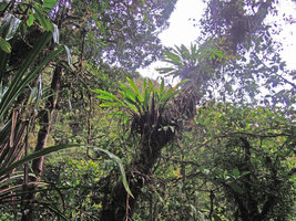 Riedelia cf geluensis, two huge basket epiphytes collecting humus, 2000 m asl, Tari, Hela, Papua New Guinea