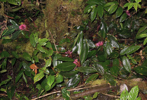 Riedelia cf microbotrya, vegetative population in mossy habitat,Tari, 2800 m asl, Papua New Guinea