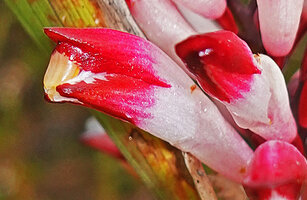 Riedelia cf. montana, flower at anthesis with downward oriented yellow thecae of the anther emerging under the hooded upper petal, Anggi Lakes, 2300 m asl, Arfak Mts, West Papua