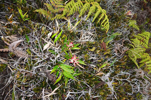 Riedelia cf. montana in wet upland savanna, Anggi Lakes, 2300 m asl, Arfak Mts, West Papua