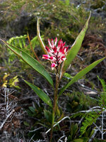 Riedelia cf. montana, leafy shoot with terminal inflorescence, Anggi Lakes, 2300 m asl, Arfak Mts, West Papua