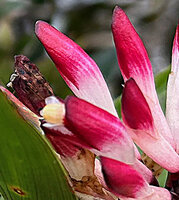 Riedelia cf. montana, small bifid white lobes of the labellum on each side of the anther thecae, Anggi Lakes, 2300 m asl, Arfak Mts, West Papua
