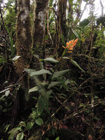 Riedelia cf suborbicularis, erect solitary stem, Rondon Ridge, 2200 m asl, Mount Hagen, Papua New Guinea