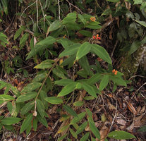 Riedelia cf suborbicularis, flowering and fruiting stems, Rondon Ridge, 2200 m asl, Mount Hagen, Papua New Guinea