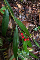 Riedelia exalata, bright red mature capsules not yet dehiscent, Anggi lakes, 2000 m asl, Arfak Mts, West Papua