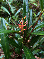 Riedelia exalata, leaves and inflorescence, Anggi lakes, 2000 m asl, Arfak Mts, West Papua