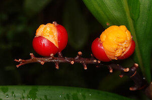 Riedelia exalata, mature red capsules opening vertically in two parts thus exposing the black seeds embedded in orange fleshy arillas, Anggi lakes, 2000 m asl, Arfak Mts, West Papua