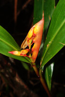 Riedelia exalata, young inflorescence stil partly enclosed by the two large protective bracts, Anggi lakes, 2000 m asl, Arfak Mts, West Papua