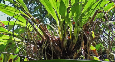 Riedelia geluensis, an epiphytic ginger with fan shaped oblique stems and wide open leaf sheaths allowing basket accumulation of leaf litter, Tari, 2000 m asl, Hela, Papua New Guinea