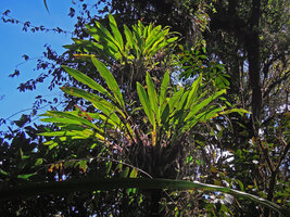 Riedelia geluensis, an epiphytic ginger with fan shaped stems allowing basket accumulation of leaf litter, Tari, 2000 m asl, Hela, Papua New Guinea