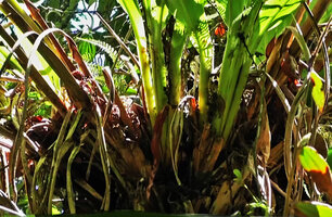 Riedelia geluensis, an epiphytic ginger with oblique stems and widely open large persisting leaf sheath allowing litter accumulation just under the forest canopy, Tari, 2000 m asl, Hela, Papua New Guinea
