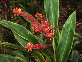 Riedelia geluensis, branched inflorescence with orange flowers and carmine maturing fleshy capsular fruits, Rondon Ridge, 2000 m asl, Mount Hagen, Papua New Guinea