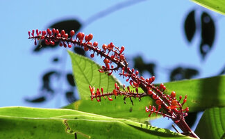 Riedelia geluensis flowering in forest canopy, Tari, 2000 m asl, Hela, Papua New Guinea