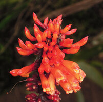 Riedelia geluensis, flowers, Rondon Ridge, 2000 m asl, Mount Hagen, Papua New Guinea