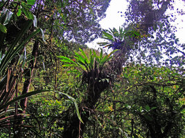 Riedelia geluensis, two huge fan shaped basket epiphytes collecting humus, 2000 m asl, Tari, Hela, Papua New Guinea