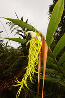 Riedelia lanata, densely flowered hanging inflorescence with the two brown long protecting bracts and characteristic claw like flower buds, Anggi Lakes, 2000 m asl, Arfak Mts, West Papua