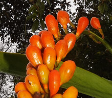 Riedelia lanata, erect bright orange fruits, Anggi Lakes, 2000 m asl, Arfak Mts, West Papua
