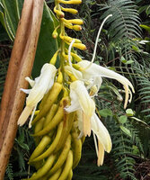 Riedelia lanata, flowers with pyriform ovary, very long anther thecae and style turning upward after fecondation, Anggi Lakes, 2000 m asl, Arfak Mts, West Papua