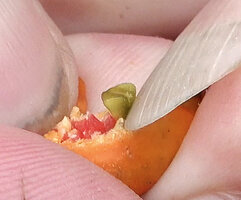 Riedelia lanata, quite sharply angled and top flattened green seeds embedded in red pulp, Anggi Lakes, 2000 m asl, Arfak Mts, West Papua