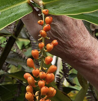 Riedelia lanata, the 3 parted fruit indicating a 3 locular ovary, this character being congruent with Pleuranthodium and Vanoverberghia but not with the 2 locular ovary of Riedelia, Anggi Lakes, 2000 m asl, Arfak Mts, West Papua