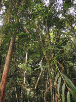 Riedelia sp, epiphytic in lowlands, erect flowering and old decumbent stems, Karawari, Sepik, Papua New Guinea