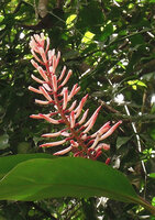Riedelia sp, epiphytic in lowlands, inflorescence close up, Karawari, Sepik, Papua New Guinea