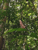 Riedelia sp, epiphytic in lowlands, inflorescence, Karawari, Sepik, Papua New Guinea