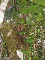 Riedelia sp, epiphytic rhizomes, Karawari, Sepik, Papua New Guinea
