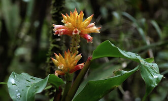 Riedelia sp. in forest understory, Tari, 2000 m asl, Hela, Papua New Guinea