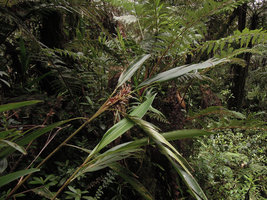 Riedelia sp in mossy forest, Kumul, 2800 m asl, Mount Hagen, Papua New Guinea