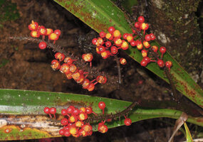 Riedelia sp., red fleshy capsules opening to expose the seeds embedded in orange pulp, Rondon Ridge, 2000 m asl, Mount Hagen, Papua New Guinea